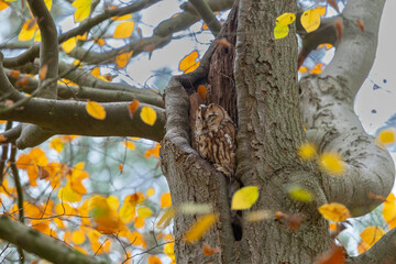 The tawny owl (Strix aluco), also called the brown owl, is a stocky, medium-sized owl in the family...