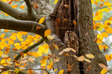 The tawny owl (Strix aluco), also called the brown owl, is a stocky, medium-sized owl in the family Strigidae. It is commonly found in woodlands