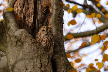 The tawny owl (Strix aluco), also called the brown owl, is a stocky, medium-sized owl in the family...