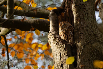 The tawny owl (Strix aluco), also called the brown owl, is a stocky, medium-sized owl in the family Strigidae. It is commonly found in woodlands
