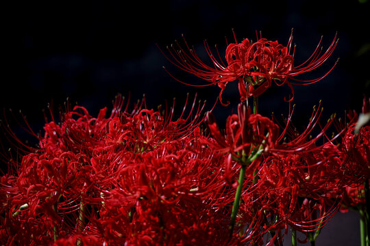 彼岸花