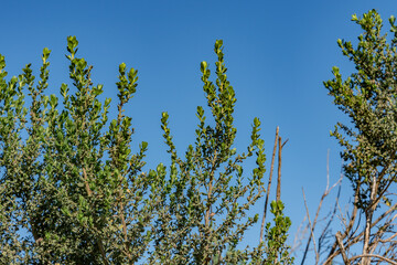 Baccharis pilularis, coyote brush(or bush), chaparral broom, and bush baccharis, evergreen shrub family Asteraceae. Kenneth Hahn State Recreation Area, Baldwin Hills Mountains of Los Angeles
