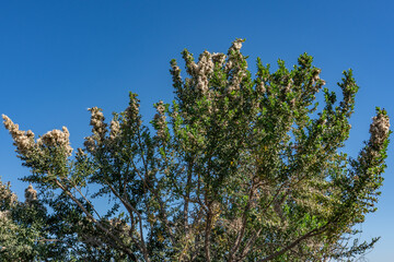 Baccharis pilularis, coyote brush(or bush), chaparral broom, and bush baccharis, evergreen shrub...
