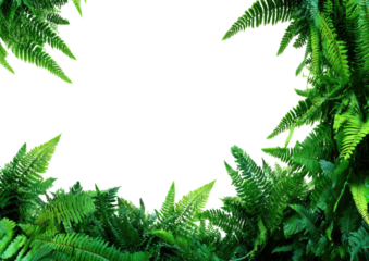 Green fern fronds create border around solid black space