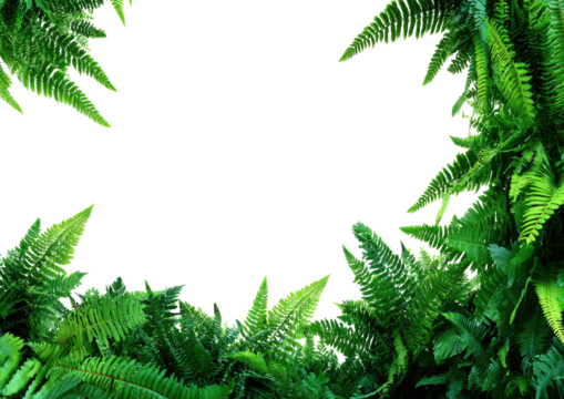 Green fern fronds create border around solid black space