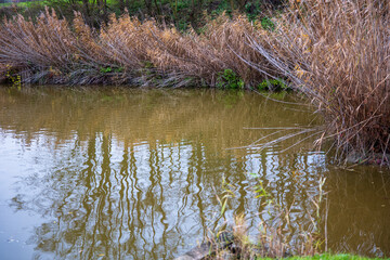 Autumn pond shoreline with dense stands of common reed (Phragmites) and their reflections in the calm water.