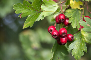 Close-up of vibrant red hawthorn berries on a branch with green leaves.