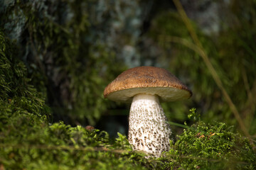 Birch bolete mushroom growing in a forest environment with moss