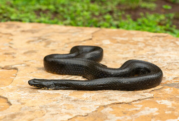 A beautiful dusky-bellied water snake (Lycodonomorphus laevissimus) on a rock near a small pond – Non-venomous aquatic African reptile