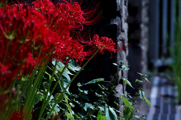 彼岸花