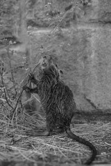 ヌートリア・幼獣