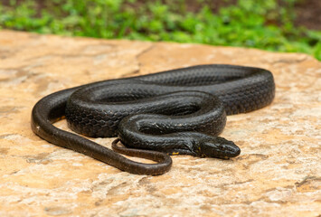 A beautiful dusky-bellied water snake (Lycodonomorphus laevissimus) on a rock near a small pond – Non-venomous aquatic African reptile