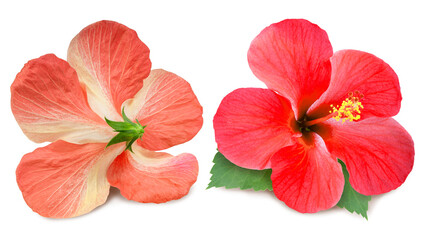 Orange hibiscus flower front and back view isolated on white background with clipping path. Tropical flower blossom showing both sides for botanical or floral design use.