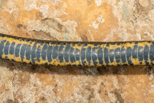The underside scales of a dusky-bellied water snake (Lycodonomorphus laevissimus). Non-venomous aquatic African reptile