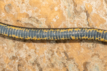 The underside scales of a dusky-bellied water snake (Lycodonomorphus laevissimus). Non-venomous aquatic African reptile
