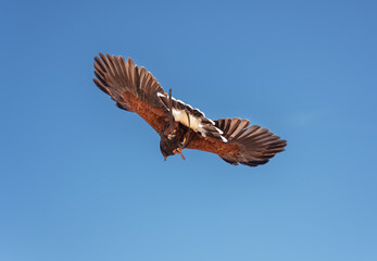 Fototapeta premium Soaring Hawk with Outstretched Wings Against Clear Blue Sky