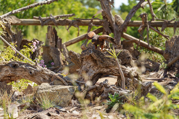 Bird of Prey Searching Ground Among Logs and Greenery