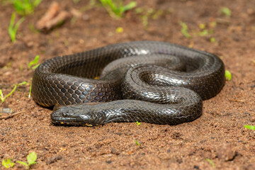 A beautiful dusky-bellied water snake (Lycodonomorphus laevissimus) near a small pond – Non-venomous aquatic African reptile
