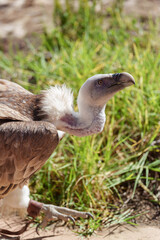 Close Up of Griffon Vulture Walking on Ground