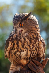 Close-Up Portrait of a Falconry Owl Resting on a Gloved Hand During Demonstration