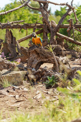 Vertical Portrait of Blue-and-Yellow Macaw on Rustic Branches