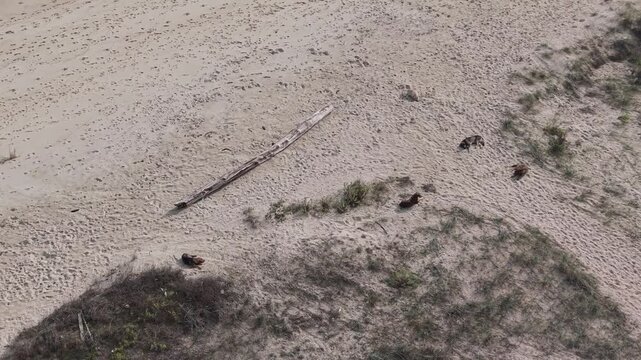 Aerial drone footage of deserted sandy beach with washed-up driftwood, peaceful coastal landscape, empty shoreline, nature background, ideal for travel videos, documentaries and environmental themes