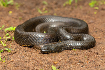 A beautiful dusky-bellied water snake (Lycodonomorphus laevissimus) near a small pond – Non-venomous aquatic African reptile