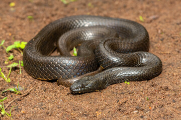 A beautiful dusky-bellied water snake (Lycodonomorphus laevissimus) near a small pond – Non-venomous aquatic African reptile
