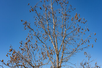Platanus racemosa is a species of plane tree. California sycamore, western sycamore, California plane tree, aliso. Kenneth Hahn State Recreation Area, Baldwin Hills Mountains of Los Angeles California