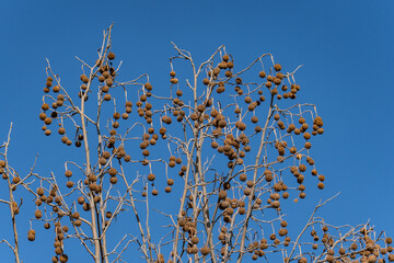 Platanus racemosa is a species of plane tree. California sycamore, western sycamore, California plane tree, aliso. Kenneth Hahn State Recreation Area, Baldwin Hills Mountains of Los Angeles California