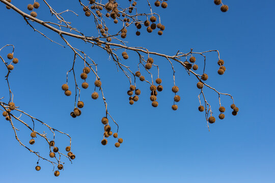 Platanus racemosa is a species of plane tree. California sycamore, western sycamore, California plane tree, aliso. Kenneth Hahn State Recreation Area, Baldwin Hills Mountains of Los Angeles California