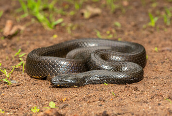A beautiful dusky-bellied water snake (Lycodonomorphus laevissimus) near a small pond – Non-venomous aquatic African reptile
