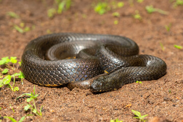 A beautiful dusky-bellied water snake (Lycodonomorphus laevissimus) near a small pond – Non-venomous aquatic African reptile