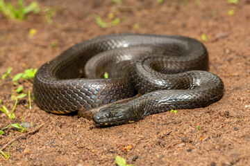 A beautiful dusky-bellied water snake (Lycodonomorphus laevissimus) near a small pond – Non-venomous aquatic African reptile