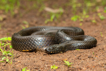 Fototapeta premium A beautiful dusky-bellied water snake (Lycodonomorphus laevissimus) near a small pond – Non-venomous aquatic African reptile