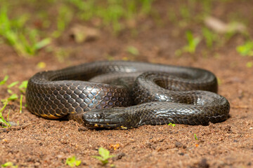 A beautiful dusky-bellied water snake (Lycodonomorphus laevissimus) near a small pond – Non-venomous aquatic African reptile