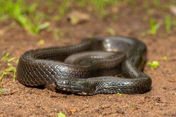 A beautiful dusky-bellied water snake (Lycodonomorphus laevissimus) near a small pond – Non-venomous aquatic African reptile