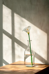 Minimal floral still life with natural sunlight, soft shadows and elegant home decor atmosphere.