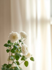 Minimal floral still life with natural sunlight, soft shadows and elegant home decor atmosphere.
