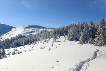 Beautiful winter mountain landscape with hiking trail in deep snow leading through frosty pine forest and open valley under clear blue sky, symbol of adventure, trekking, and peaceful winter tourism © Pro Photo Factory