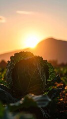 Sunset view over a cabbage patch on a farm with a beautiful natural background scenery