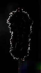 Silhouette of Katsu Curry in a Mysterious Black and White Photography Style