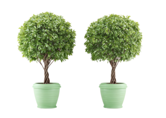 Two round topiary plants in light green pots