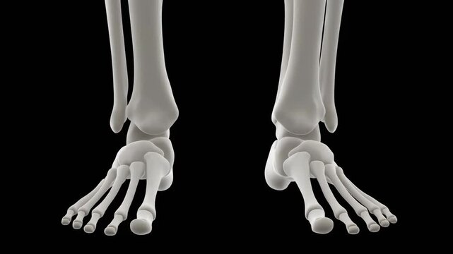 3D model of human tibia and fibula leg bones, lower leg anatomy