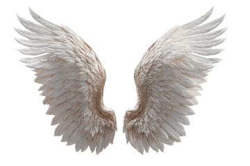 Pair of detailed white bird wings, slightly spread
