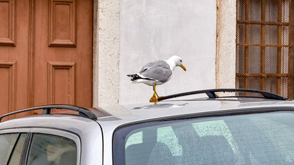 Seagull atop car roof, urban avian serenade, Bastille Day whimsy, maritime whisper, unexpected seaside festival charm mingles streetside