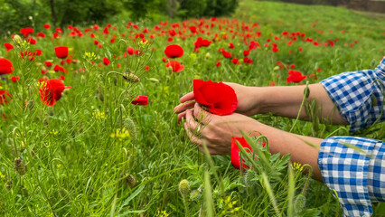 Hands cradling vibrant poppy amidst verdant field, serene Armenian harvest, eclectic Bloomsday celebration under azure horizon