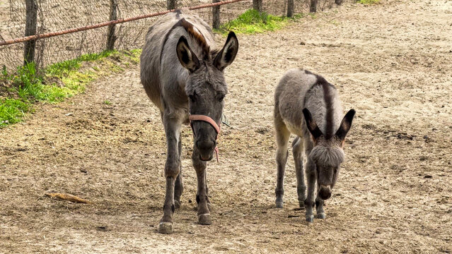 Gray donkeys amble along dusty path, evoking pastoral serenity, connected to Imbolc reflections, rustic nostalgia, and rural harmony