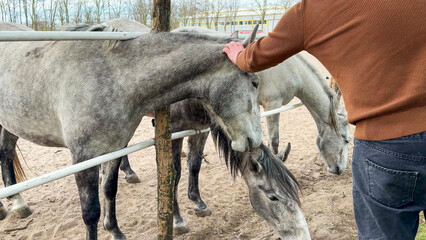 Gentle hand pets tranquil gray horses, serene farm atmosphere, Evacuation Day bonding, equestrian therapy, soulful equine connection