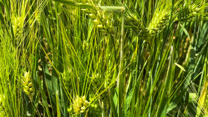 Golden-green barley awaits Lughnasadh's ancient harvest festival, whispering earthy tales of agrarian abundance and midsummer bounty